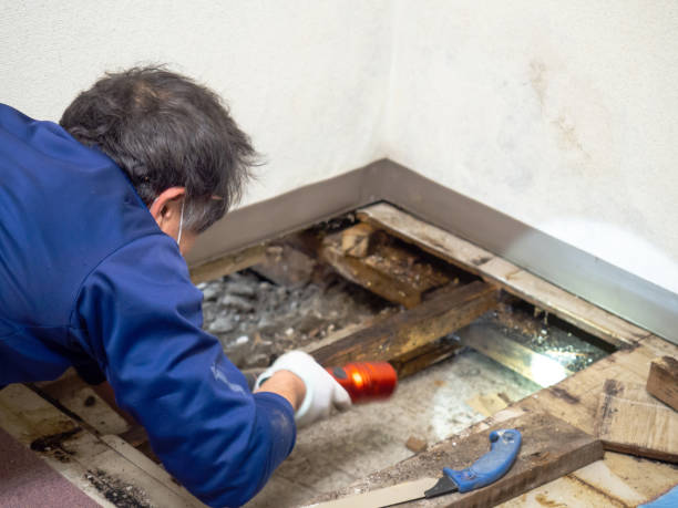 Best Crawl Space Mold Remediation in Hartford, WI
