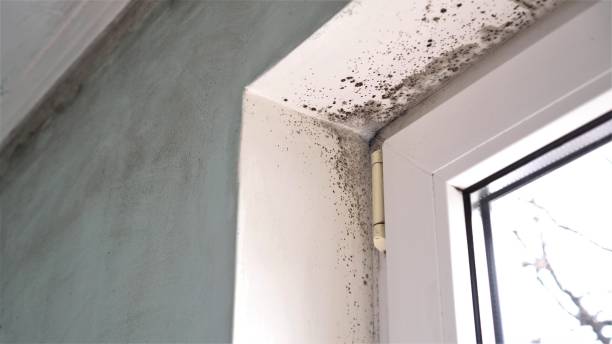 Best Black Mold Remediation in Hartford, WI