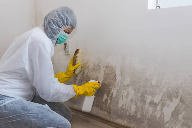 Best Bathroom Mold Remediation in Hartford, WI