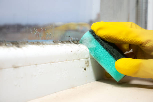 Professional Mold Remediation in Hartford, WI