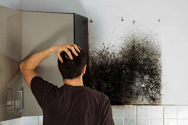 Best White Mold Remediation in Hartford, WI