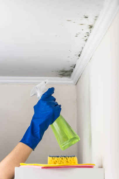 Best Kitchen Mold Remediation in Hartford, WI