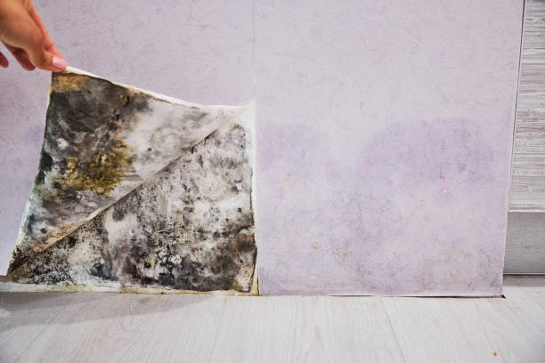 Best Kitchen Mold Remediation in Hartford, WI